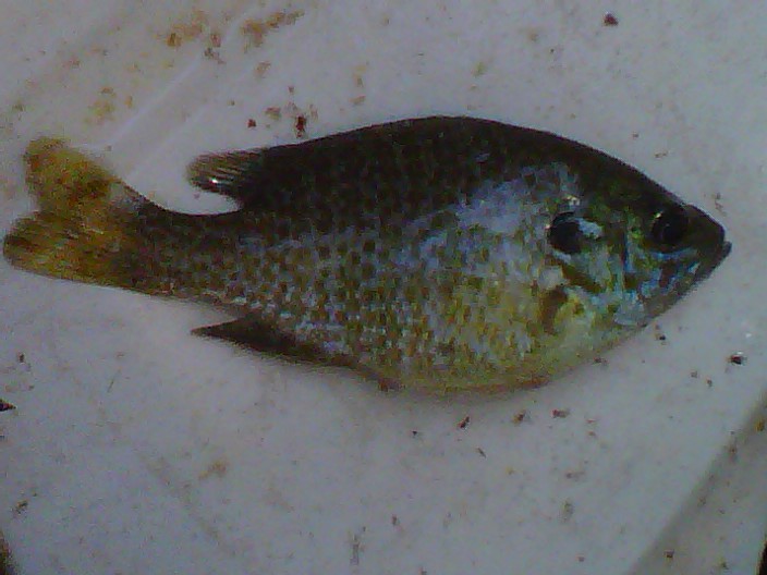 Attached picture Other Fish 2.jpg